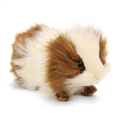 Hansa / Guinea Pig