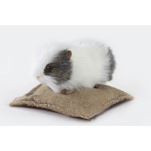 Hansa / Guinea Pig