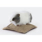 Hansa / Guinea Pig