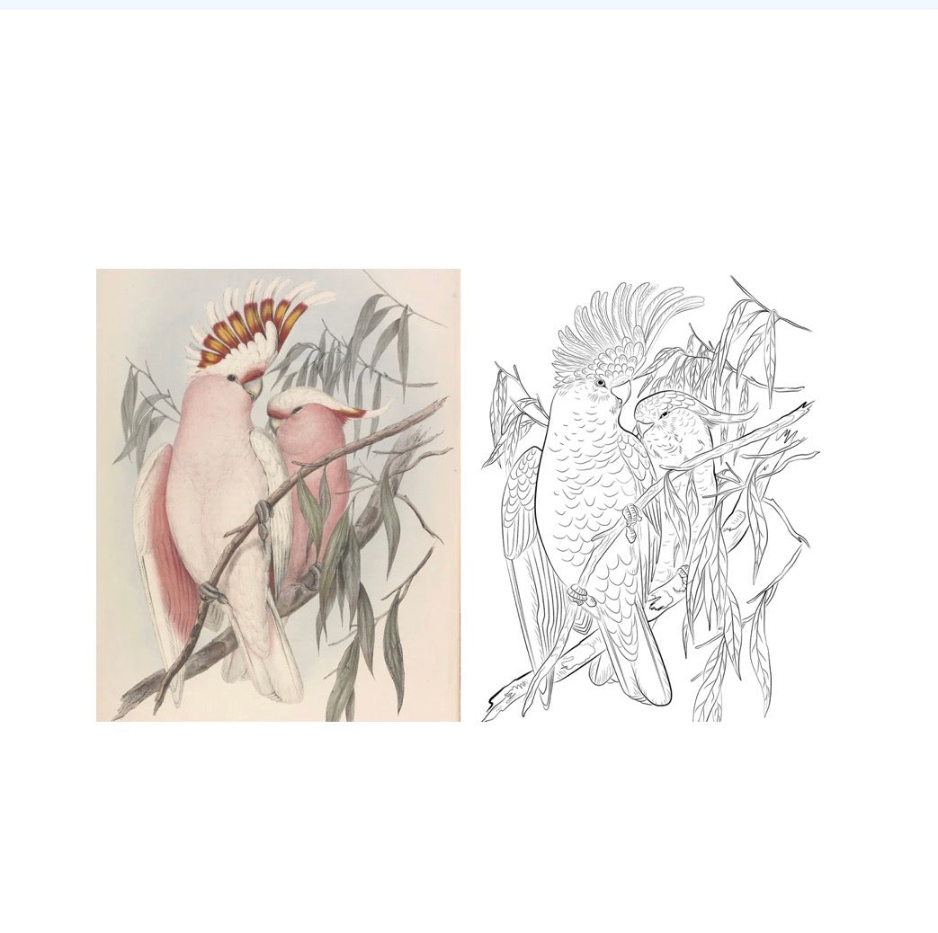 Colouring Australian Birds