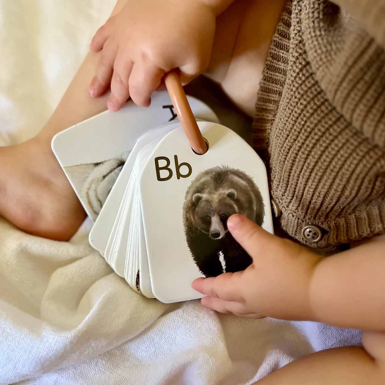 Modern Monty / Ringed Flash Cards