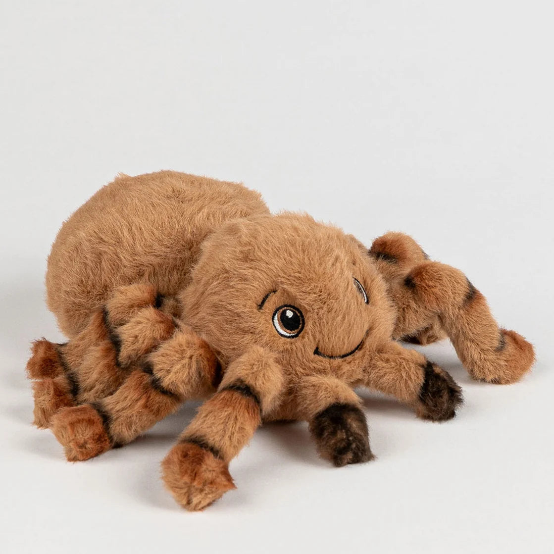 Eco Bubs / Harry the Huntsman Spider