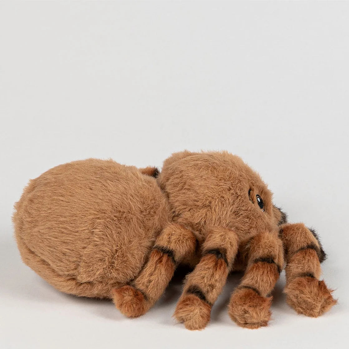 Eco Bubs / Harry the Huntsman Spider
