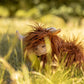 Nana Huchy / Heidi the Highland Cow - Rust